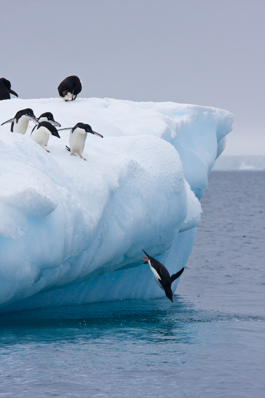 Adélie Penguins Diving Off Iceberg